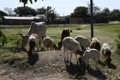 DSC_2741 (Large).JPG